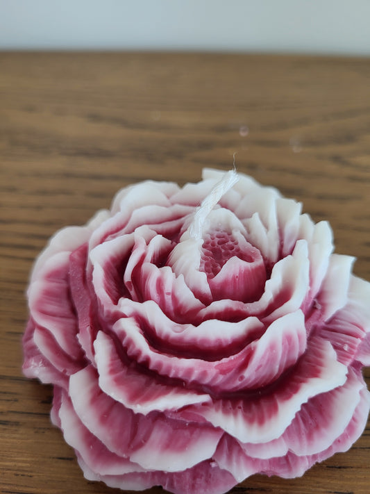 Bougie décorative pivoine bicolore – Décoration florale artisanale